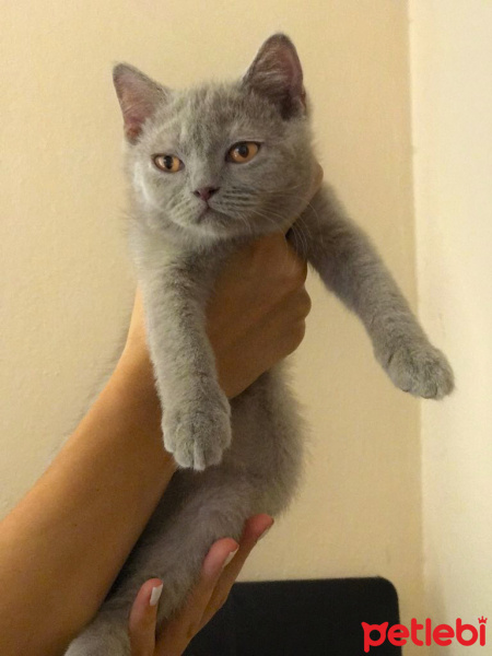 Scottish Fold, Kedi  minnoşlar fotoğrafı