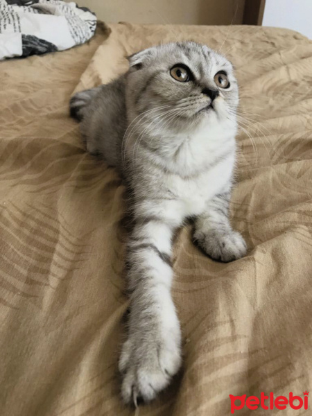 Scottish Fold, Kedi  minnoşlar fotoğrafı