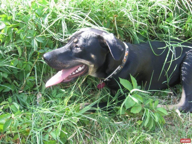 Sokö (Sokak Köpeği), Köpek  ÇİLEK fotoğrafı