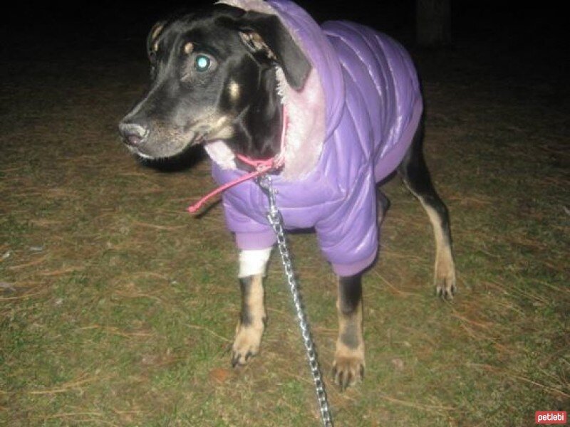 Sokö (Sokak Köpeği), Köpek  ÇİLEK fotoğrafı