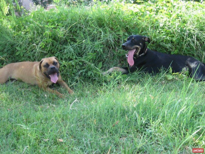 Sokö (Sokak Köpeği), Köpek  ÇİLEK fotoğrafı