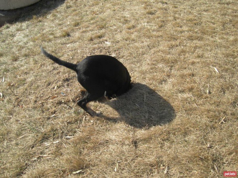 Sokö (Sokak Köpeği), Köpek  ÇİLEK fotoğrafı