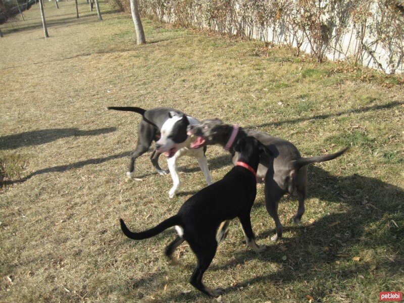 Sokö (Sokak Köpeği), Köpek  ÇİLEK fotoğrafı