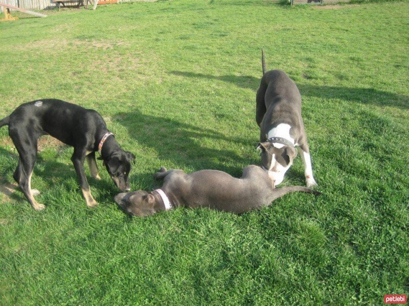 Sokö (Sokak Köpeği), Köpek  ÇİLEK fotoğrafı