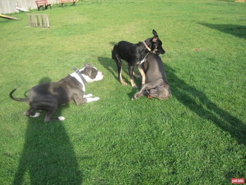 Sokö (Sokak Köpeği), Köpek  ÇİLEK fotoğrafı