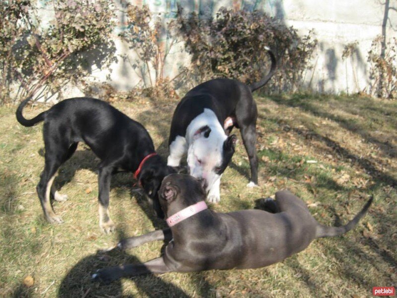 Sokö (Sokak Köpeği), Köpek  ÇİLEK fotoğrafı