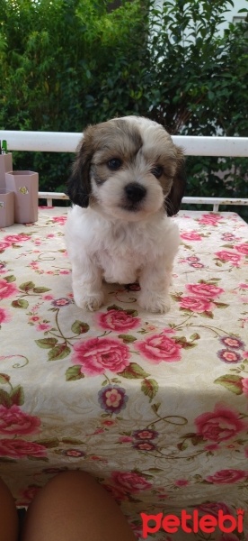 Maltese, Köpek  Lili fotoğrafı