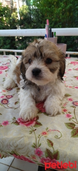 Maltese, Köpek  Lili fotoğrafı