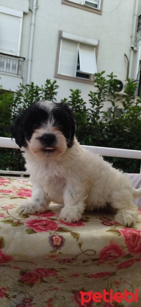 Maltese, Köpek  Lili fotoğrafı