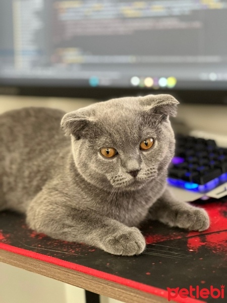 British Shorthair, Kedi  Miya fotoğrafı