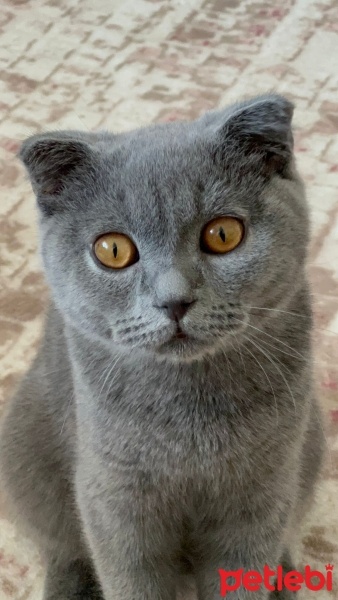 British Shorthair, Kedi  Miya fotoğrafı