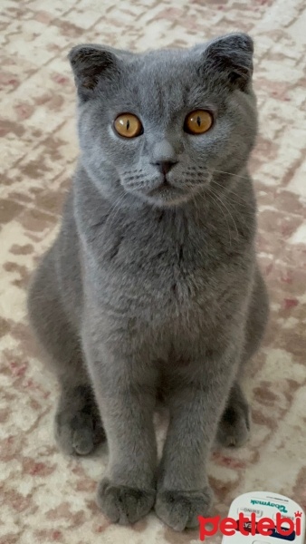 British Shorthair, Kedi  Miya fotoğrafı