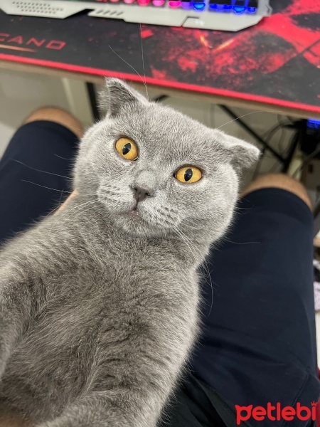 British Shorthair, Kedi  Miya fotoğrafı