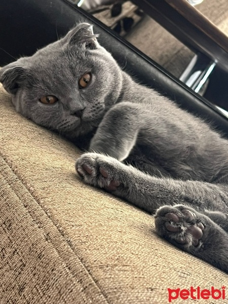 British Shorthair, Kedi  Miya fotoğrafı