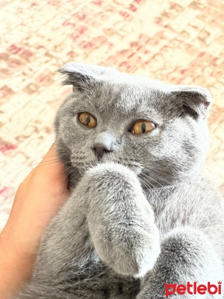 British Shorthair, Kedi  Miya fotoğrafı