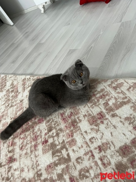 British Shorthair, Kedi  Miya fotoğrafı