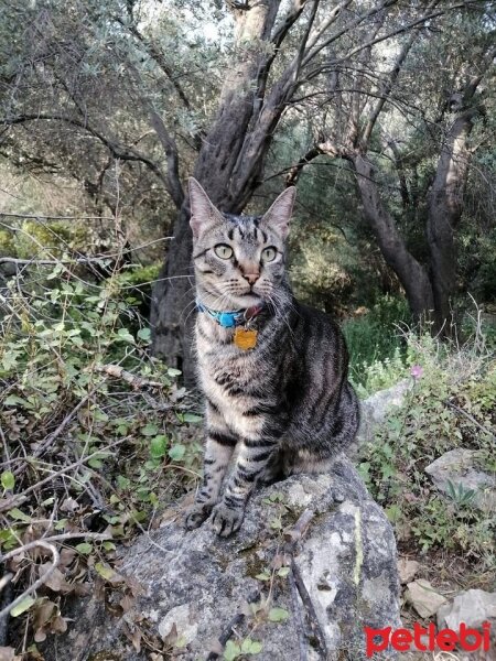 Tekir Kedi, Kedi  Lokum fotoğrafı