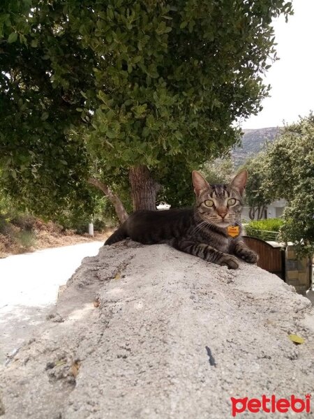 Tekir Kedi, Kedi  Lokum fotoğrafı