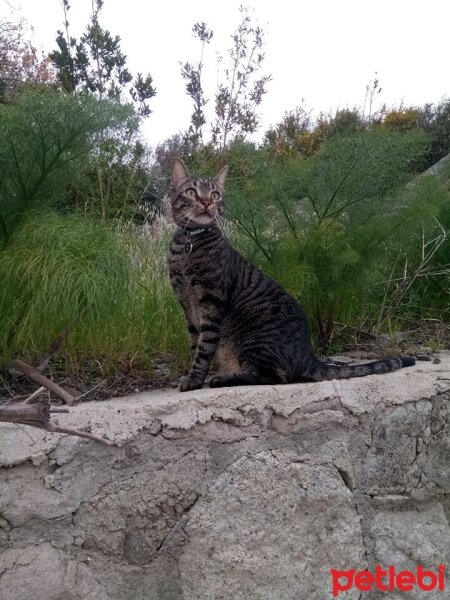 Tekir Kedi, Kedi  Lokum fotoğrafı