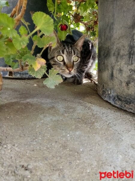 Tekir Kedi, Kedi  Lokum fotoğrafı