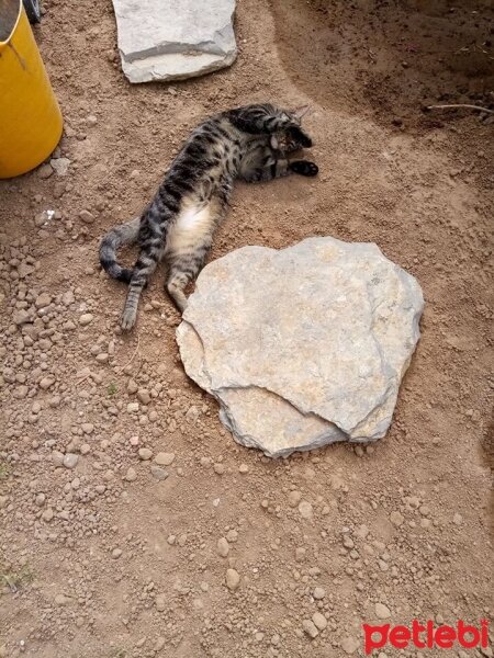 Tekir Kedi, Kedi  Lokum fotoğrafı