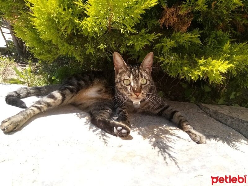 Tekir Kedi, Kedi  Lokum fotoğrafı