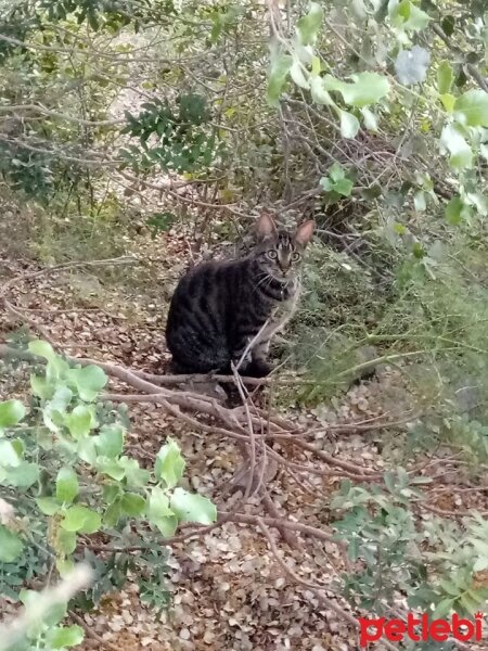 Tekir Kedi, Kedi  Lokum fotoğrafı