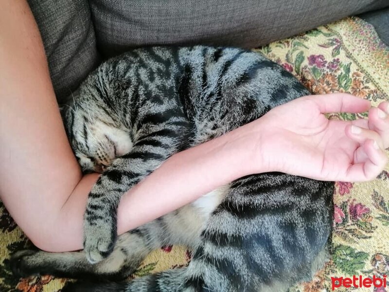 Tekir Kedi, Kedi  Lokum fotoğrafı