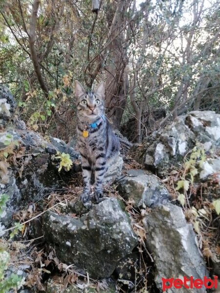 Tekir Kedi, Kedi  Lokum fotoğrafı