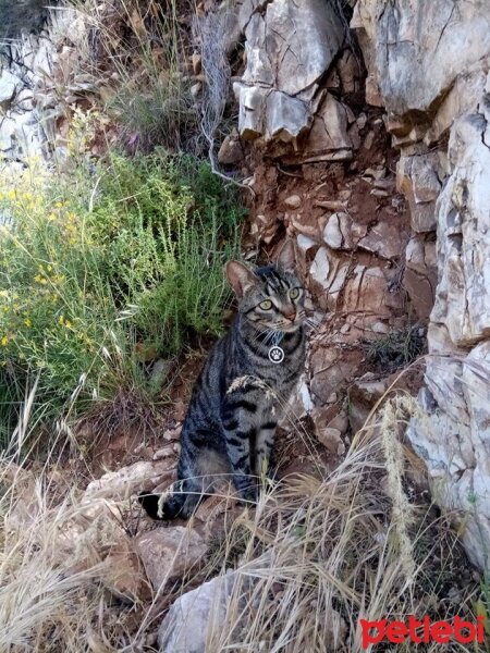 Tekir Kedi, Kedi  Lokum fotoğrafı