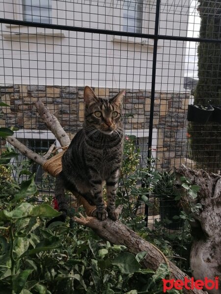 Tekir Kedi, Kedi  Lokum fotoğrafı