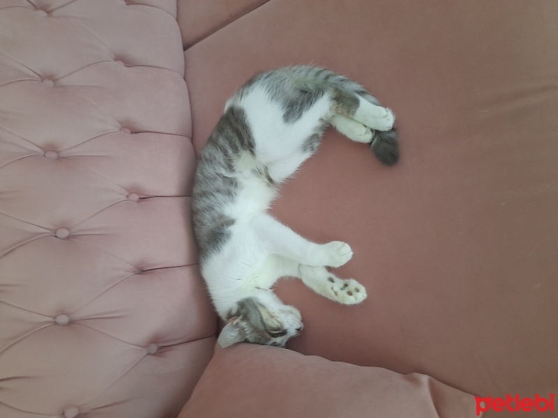 Tekir Kedi, Kedi  Boncuk fotoğrafı