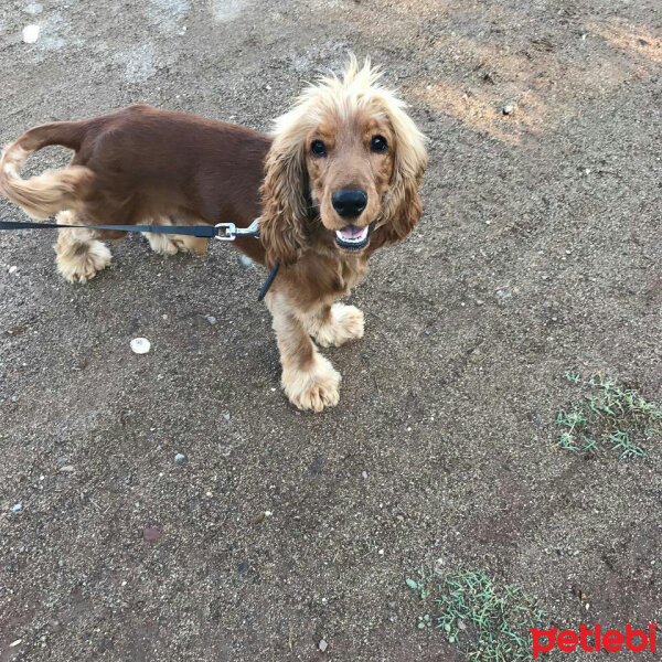 Amerikan Cocker Spaniel, Köpek  Mocha fotoğrafı