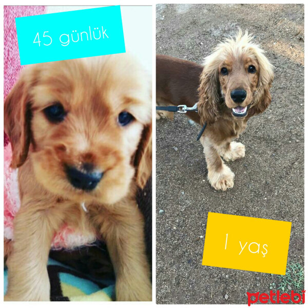 Amerikan Cocker Spaniel, Köpek  Mocha fotoğrafı