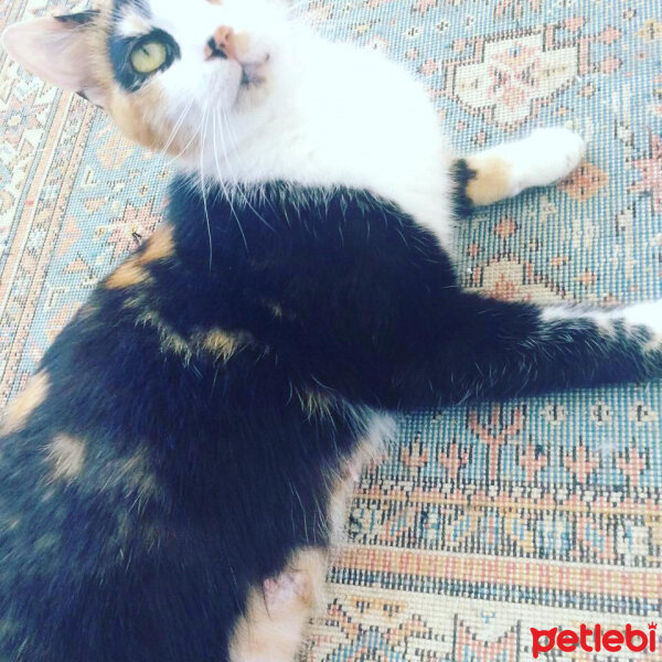 American Wirehair, Kedi  Nutella fotoğrafı