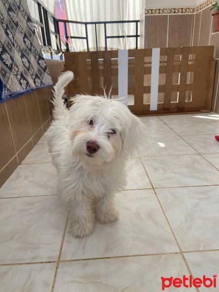 Maltese, Köpek  Tales fotoğrafı