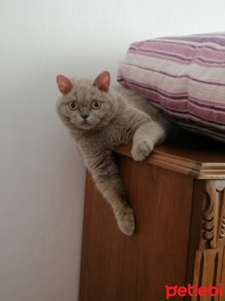 British Shorthair, Kedi  Bıdık fotoğrafı