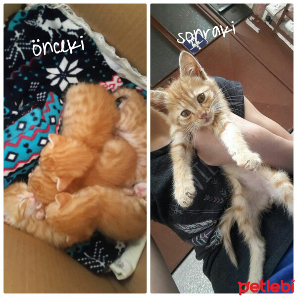 Soke, Kedi  Willy fotoğrafı