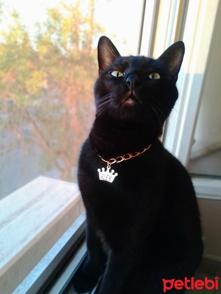 Bombay, Kedi  Alex fotoğrafı