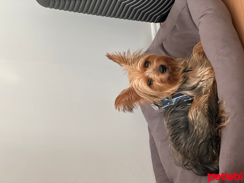 Yorkshire Terrier, Köpek  Kroşka fotoğrafı