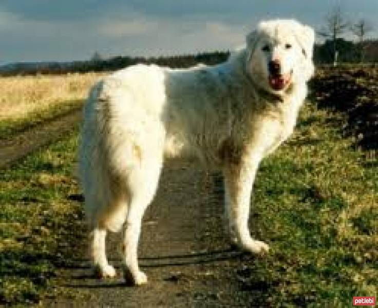 Kangal, Köpek  Cesur fotoğrafı