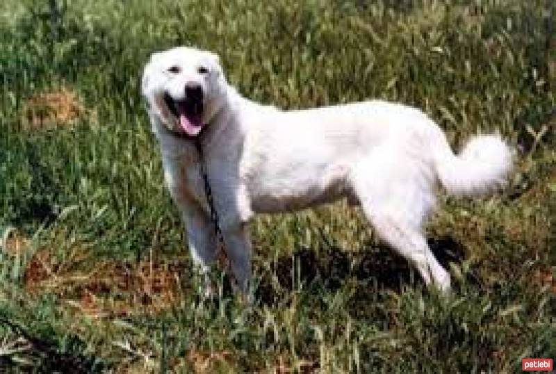 Kangal, Köpek  Cesur fotoğrafı