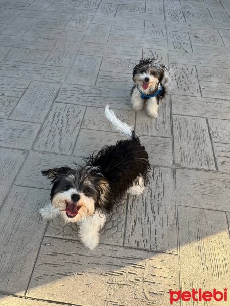 Maltese, Köpek  Moka fotoğrafı