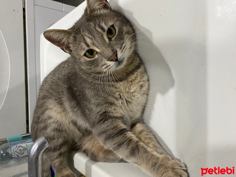 Tekir Kedi, Kedi  Tekila fotoğrafı
