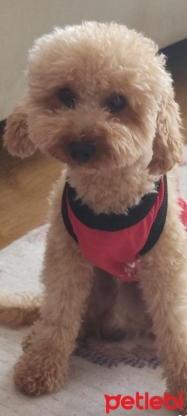 Poodle (Minyatür Kaniş), Köpek  ODİN fotoğrafı