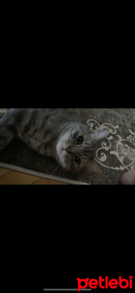 British Shorthair, Kedi  Duman fotoğrafı