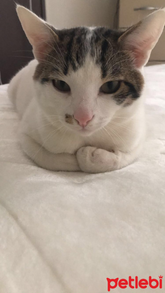 Tekir Kedi, Kedi  Çiko fotoğrafı