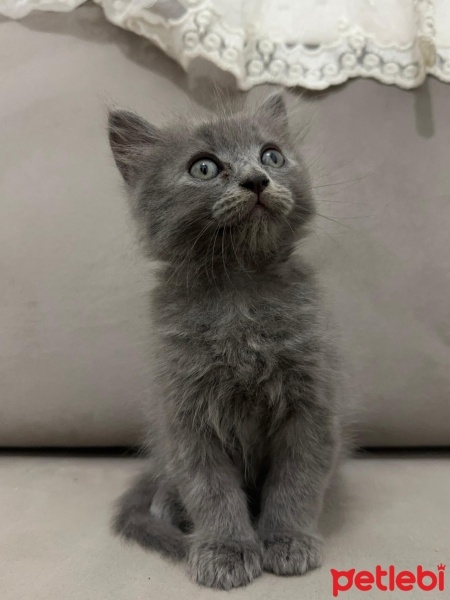 British Shorthair, Kedi  Ponçik fotoğrafı