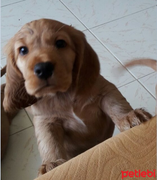 İngiliz Cocker Spaniel, Köpek  RİTA fotoğrafı