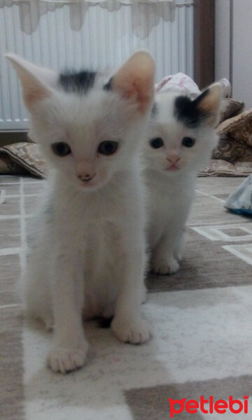 Tekir Kedi, Kedi  Pamuk fotoğrafı